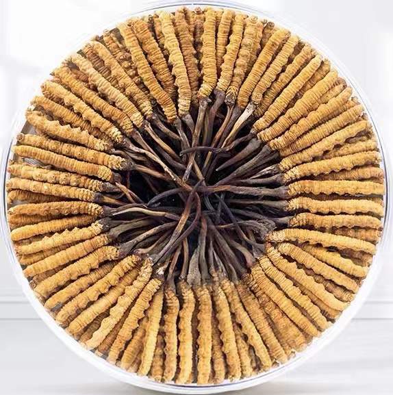 眉山冬虫夏草回收